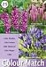 Colour Collection Summer Bulbs - Lilac (Pack of 25