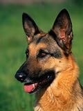 German Shepherd Photographic Poster Print by Francie Manning, 18x24