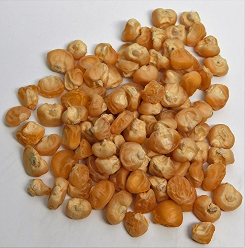 David's Garden Seeds Corn Sweet Golden Beauty DGSCR112 (Yellow) 100 Heirloom Seeds David's Garden Seeds Corn Sweet Golden Beauty DGSCR112 (Yellow) 100 Heirloom Seeds