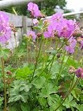 Eigenschaften Dachstauden  / Geranium renardii - Kaukasus-Storchschnabel