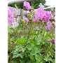 Geranium renardii - Kaukasus-Storchschnabel