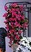 Bougainvillea-Hänger pink