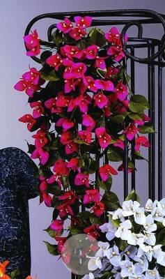 Bougainvillea-Hänger pink