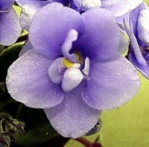 Mickey Mouse Miniature African Violet - 2" pot
