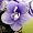 Mickey Mouse Miniature African Violet - 2" pot
