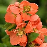 Amazon / Hirts: Quince: Chojuraku Flowering Quince - Double Bloom - Very Hardy