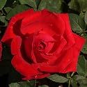 ROSE RUBY WEDDING-Ruby Wedding, 40th Ruby Wedding Anniversary Gifts