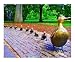 Make Way for the Ducklings Places Photographic Poster Print by Suerae Stein, 20x16