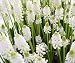 Muscari Bothryoides Var.alba - Close up - 24"W x 20"H - Peel and Stick Wall Decal by Wallmonkeys