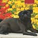   - Black Pugs 2009 Wall Calendar