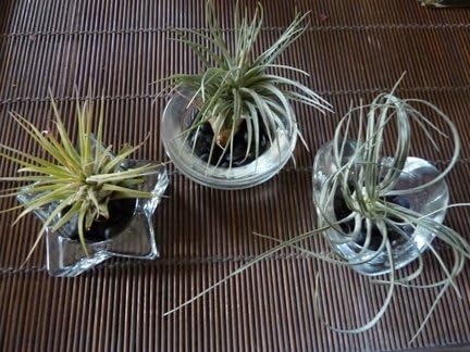 Air Plant Kit with Glass Circle, Heart, and Star Tealights, Pebbles and Airplants