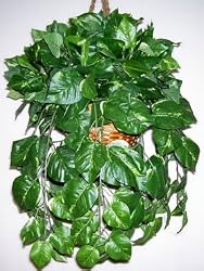 Hanging Pothos Basket #2 (CL)