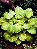 Tattoo Hosta - REVOLUTIONARY PLANT - Potted