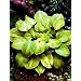 Tattoo Hosta - REVOLUTIONARY PLANT - Potted