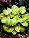 Tattoo Hosta - REVOLUTIONARY PLANT - Potted