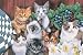 Kitten Floor Cat Door Mat Indoor Outdoor Image