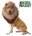California Costumes Lion Pet Costume Small