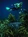 Diver Swimming Over a Spotted Eagle Ray (Aetobatus Narinari) in Orangatea Bay, New Ze...