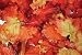 100 Mixed Fall Colors Silk Maple Leaves - Great Autumn Table Scatters