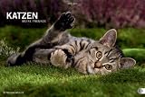 Katzen. Meine Freunde 2012
