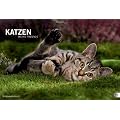 Katzen. Meine Freunde 2012