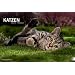 Katzen. Meine Freunde 2012