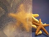 Review Remlor  / CLEAR SEA SHELLS - 36