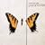 Brand New Eyes