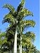 Foxtail Palm Live Plant wodyetia bifurcata Quart