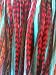 Sexy Sparkles 5 Original Rooster Peacock Color Feather Hair Extension with Red, Tourqoise & Black Trendy Feathers