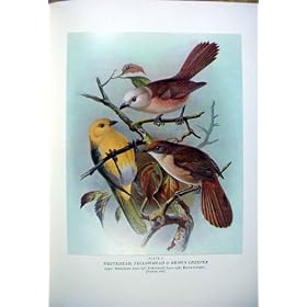 Whitehead Yellowhead et Oiseaux de Buller du Nouvelle-Z�lande