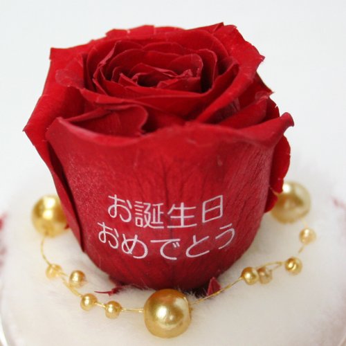Cover image : メッセージローズ (Preserved Rose) ローズドーム S1～情熱のラブジャック～レッド 【リボン付き】【お誕生日おめでとう】 22215
