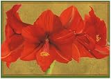 Review Caspari 77119 / Caspari Box of 20 4-1/8 by 5-3/4 Holiday Notecards, Red Lily