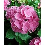 ForeverPinkHydrangeaBush-BigPinkMopheadFlowers