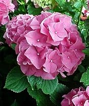 Forever Pink Hydrangea Bush - Big Pink Mophead Flowers