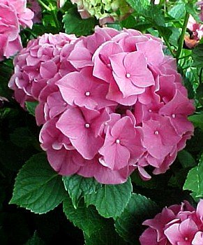 Forever Pink Hydrangea Bush - Big Pink Mophead Flowers