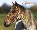 Appaloosa 2010 Calendar