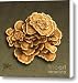 Maitake Mushroom Canvas Print / Canvas Art - Artist Marshall Robinson
