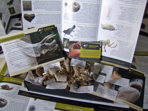 LOW INTRODUCTORY PRICE - Fossils for Children - Starter Collection - 16 GENUINE fossils collection - Fossils for Kids - Ammonites, Dinosaurs and more - Educational Set - NEW Packaging