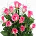 1 Doz. Pink Roses 2039