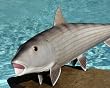 Taxidermy Quality 20" Fiberglass Bonefish Wall Mount