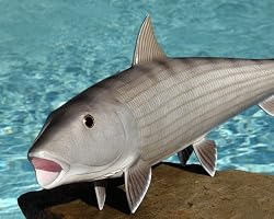 Taxidermy Quality 20" Fiberglass Bonefish Wall Mount