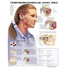 Temporomandibular Joint (TMJ) Anatomical Chart by  Anatomical Chart Company