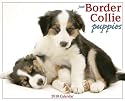 Just Border Collie Puppies Calendar