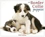 Just Border Collie Puppies Calendar