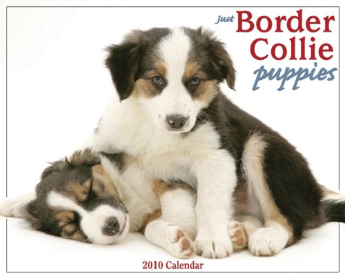 Border Collie Puppies 2010 Calendar (Just)