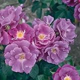 Eigenschaften Dachstauden  / Zierstr.rose Rhapsody in Blue pflanzfert.m.Öko-Ballen