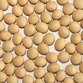 【新豆】 平成23年 宮城県産 ミヤギシロメ大豆 【1kg】