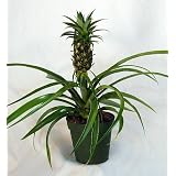 Mini Me Pineapple Plant - Ananas - 4" Pot with Fruit ~ Hirts: Tropical