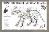 Feline Acupressure Meridien Composite Chart Cat (Lake Forest Anatomicals Vet Models)